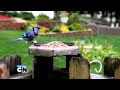 Cartoon Network - Regular Show Goes Live Action...or Does It?