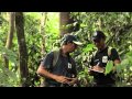 Orang Utans in Malaysian Borneo