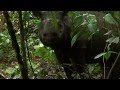 Saving the endangered species of Borneo: Sumatran Rhinos