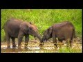 Kings Of The Forest - Saving The African Elephant