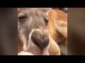 Queensland Moments: Cute Animal Compilation 2014