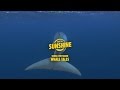 Into the Sunshine: Whale Tales