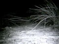 Camera trap: Dunnart