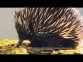 Ginger Echidna audition tape #37. 9 days to go...