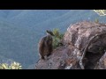 Brush-tailed rock wallaby