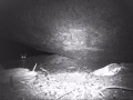 Camera trap showing a black flanked rock wallaby joey and a feral cat