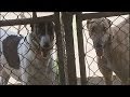 Doping, cruelty and collusion claims dog greyhound racing industry