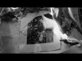 Grey Wolf: Hitler's Escape to Argentina
