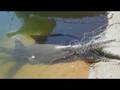WWF-Australia Sawfish TVC