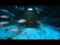 SOMA - Lambda Trailer
