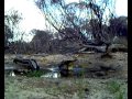 Camera trap: Western Bowerbird long way from home at Korrelocking