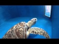 Tanks for Turtles - WWF-Australia