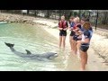 SAL_NEC_2013_DOLPHIN_SWIMMING.mp4