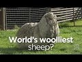 Tasmanian sheep may be world&#039;s woolliest