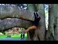 ✈ VLOG 174 - Mark Climb's A Massive Tree! | Backpacking Around The World! (Australia)