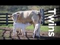 Identical twin calves surprise Charolais breeder