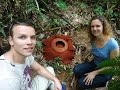 ✈ VLOG 188 - Biggest Flower In The World! | Backpacking Around The World! (Malaysia)