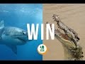 WIN the Ultimate Sharks to Crocs Adventure