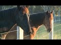 Exploring horse foundation training and equitation science