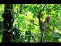 ✈ VLOG 198 - Monkey Time On The Island Of Tioman! | Backpacking Around The World! (Malaysia)