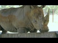 Campo tests out Australia Zoo&#039;s rhino encounter!