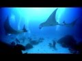 Manta géante - la partie méridionale de la Grande Barrière de Corail, en Australie