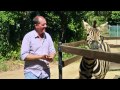 Campo tests out Australia Zoo&#039;s zebra encounter!