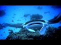 Manta Rays love Lady Elliot Island