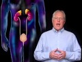 The Urinary System: Anatomy Series (excerpt)