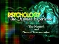 Psychology: The Human Experience Disc 2