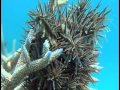 Crown of Thorns Starfish: The Monster from the Shallows