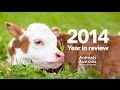 2014 Year in Review — Animals Australia