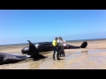 Six whales found beached at Ardrossan