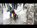 Petition to save Max, a Romanian military dog