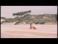 Dingoes love to strut on Fraser Island