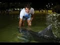 Roger Federer feeds the wild dolphins in Brisbane