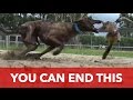 Greyhound racing: What are you really betting on?