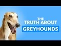 There&#039;s something EVERYONE needs to know about greyhounds.