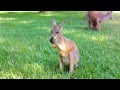 Australia Zoo&#039;s Theodore invites Butter from Dallas Zoo on a Vacation Migration!