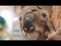 Take a tour of the Australia Zoo Wildlife Hospital!