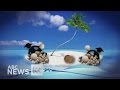 Surging property prices explained using a coconut. WARNING: Coarse language