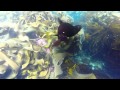 Swimming with wild fur seals in Tasmania