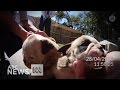Australian bulldog puppies found at alleged bikie&#039;s Gold Coast home